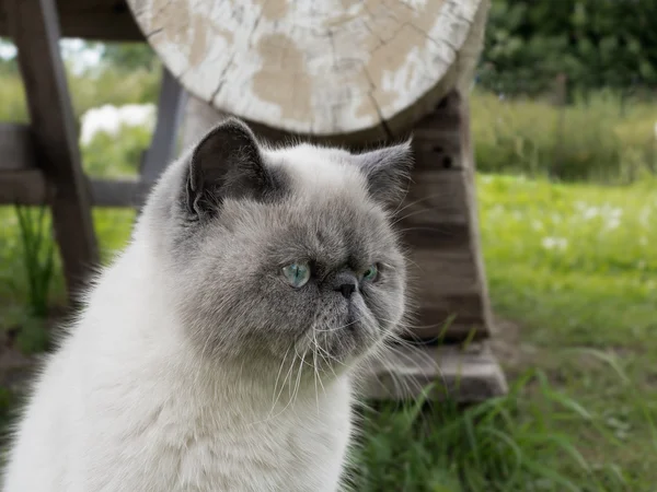 Portret exotische korthaar kat op aard. — Stockfoto