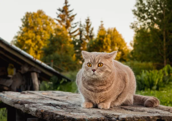 Schöne britische Katze in der Natur. — Stockfoto