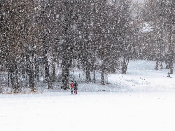 Mensen, sneeuwstorm, bomen. Rechtenvrije Stockafbeeldingen