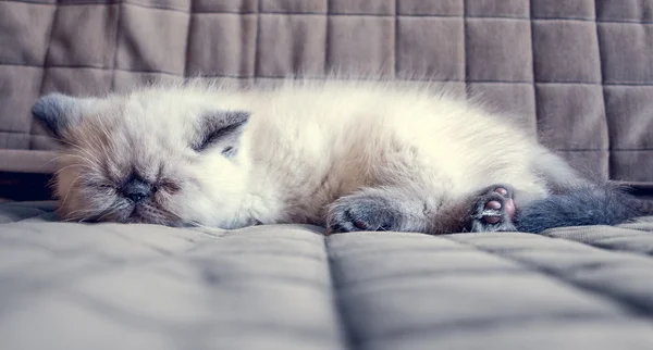 Ύπνου γατάκι εξωτικός στενογραφία Εικόνα Αρχείου