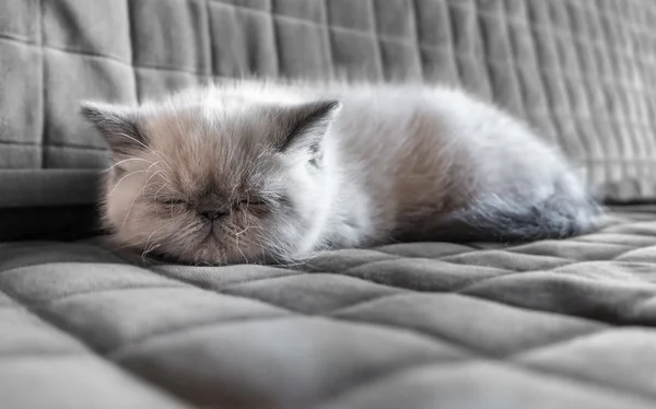 Sleeping  Exotic Shorthair kitten — Stock Photo, Image