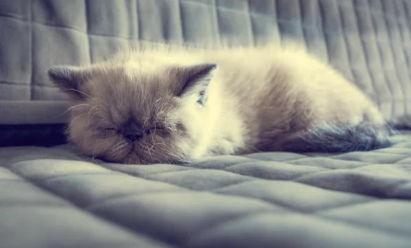 Sleeping  Exotic Shorthair kitten — Stock Photo, Image