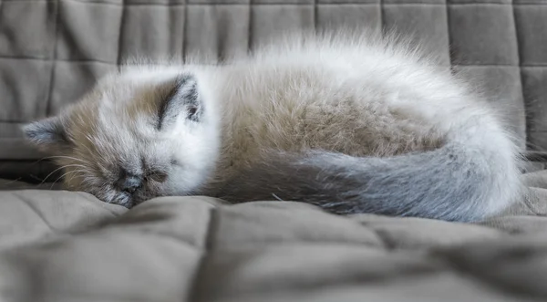 Exotische Shorthair kitten slapen Stockfoto