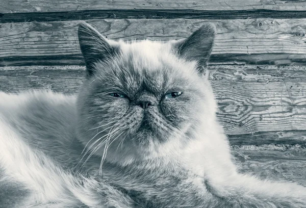 Exotische Shorthair kat in de logboeken van de achtergrond. — Stockfoto