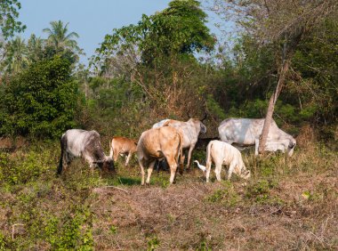 Tay inek ve kümes hayvanları Tayland