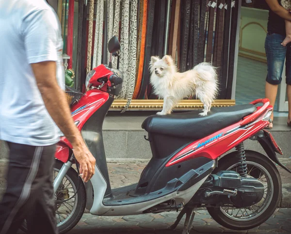 Pes a scooter — Stock fotografie