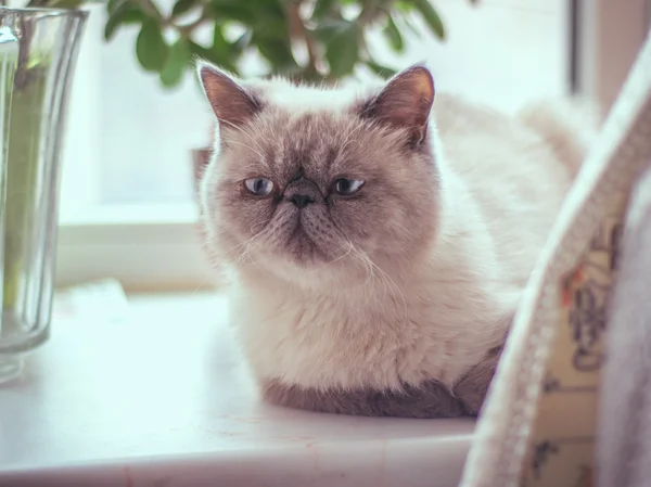 Exotic Shorthair Cat — Stock Photo, Image