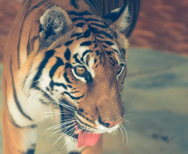 Krásný sumaterský tygr — Stock fotografie