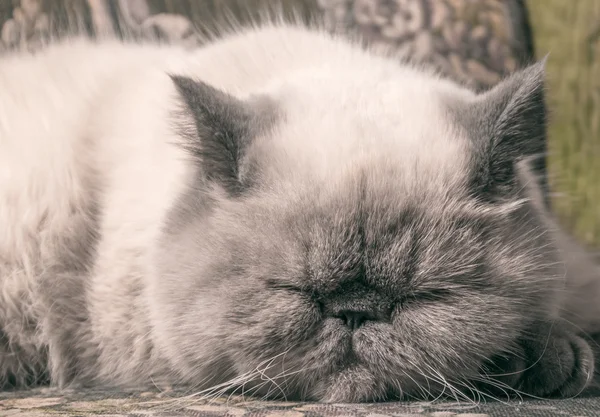 Gato de abreviatura exótico — Fotografia de Stock