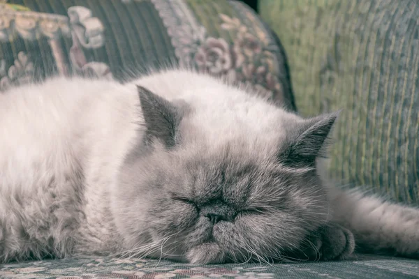 Exotic Shorthair Cat — Stock Photo, Image