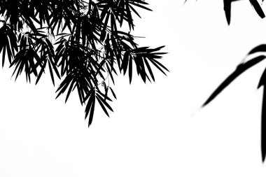 Bambu yapraklarının silueti beyaz arka planda, bambu yaprakları arka planda.