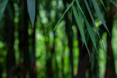 Asya Bambu Ormanı yeşil bambu yaprakları. Bambu yaprakları arka plan, taze yeşil bambu çalısı arka plan. Yeşil bambu yapraklarının fotoğrafları. .