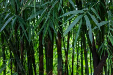 Asya Bambu Ormanı yeşil bambu yaprakları. Bambu yaprakları arka plan, taze yeşil bambu çalısı arka plan. Yeşil bambu yapraklarının fotoğrafları. .