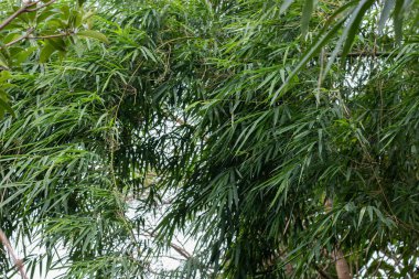 Asya Bambu Ormanı yeşil bambu yaprakları. Bambu yaprakları arka plan, taze yeşil bambu çalısı arka plan. Yeşil bambu yapraklarının fotoğrafları. .