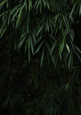 Asya Bambu Ormanı yeşil bambu yaprakları. Bambu yaprakları arka plan, taze yeşil bambu çalısı arka plan. Yeşil bambu yapraklarının sade fotoğrafları. .