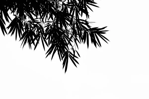 Silhouette Bamboo Leaves White Background Bamboo Leaves Background — Stock Photo, Image