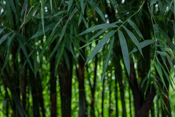 アジア竹の森緑の竹の葉 竹の背景 新鮮な緑の竹の茂みの背景を残します 緑の竹の葉の写真 — ストック写真