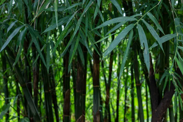 アジア竹の森緑の竹の葉 竹の背景 新鮮な緑の竹の茂みの背景を残します 緑の竹の葉の写真 — ストック写真