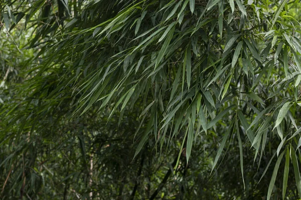 Asian Bamboo Forest Green Bamboo Leaves Bamboo Leaves Background Fresh — Stock Photo, Image