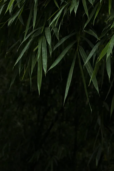 Asian Bamboo forest green bamboo leaves. bamboo leaves background, fresh green bamboo bush background. Low key photos of green bamboo leaves .