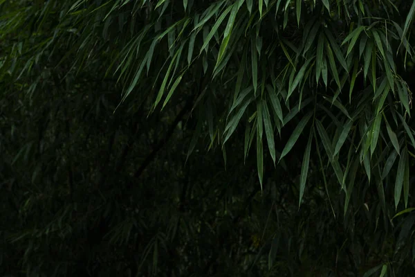 Asian Bamboo forest green bamboo leaves. bamboo leaves background, fresh green bamboo bush background. Low key photos of green bamboo leaves .