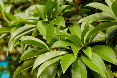Chickoo / Sapodilla güneş ışığında yeşil yapraklı meyve ağacı