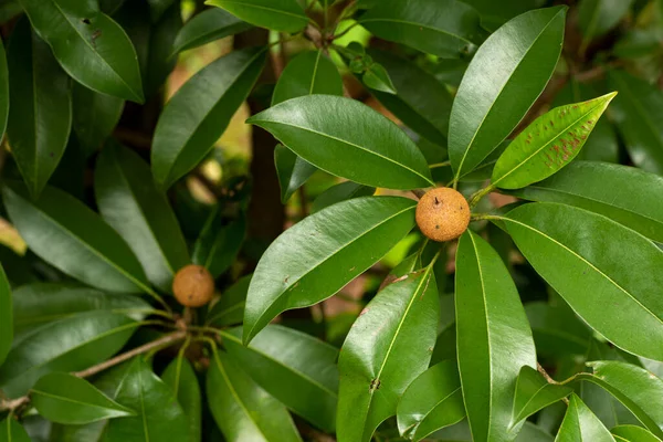 Chickoo Sapodilla Fruits Ripe Tree Green Leafs Sunlight — Stock Photo, Image