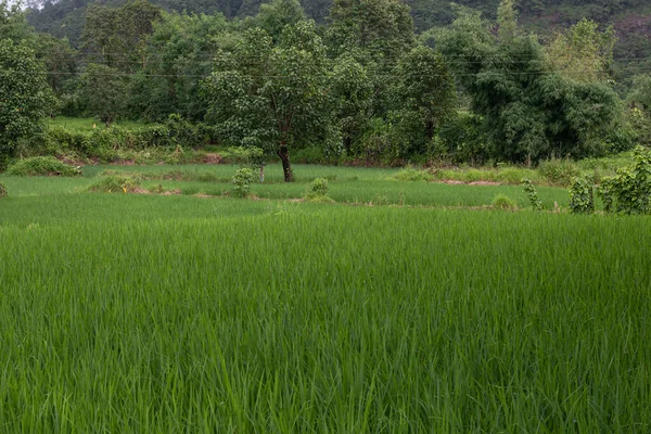 traditional rice farm , rice farm , rice plant , Green rice field india.