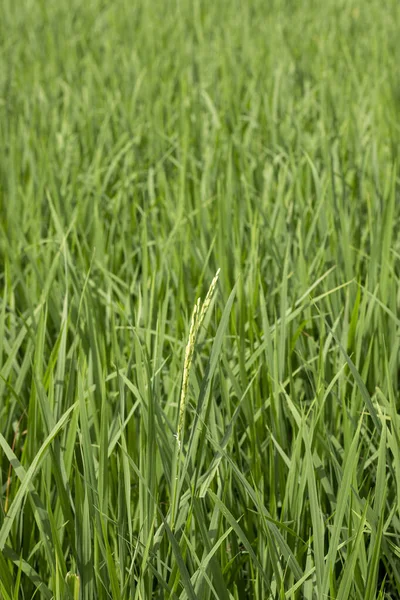 traditional rice farm , rice farm , rice plant , Green rice field india.