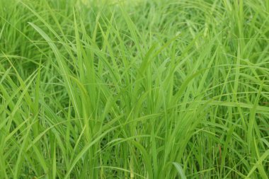 Çimenler. Taze yeşil çimen ve güneş ışığı yakın. Odak noktası. Doğa Arkaplanı.