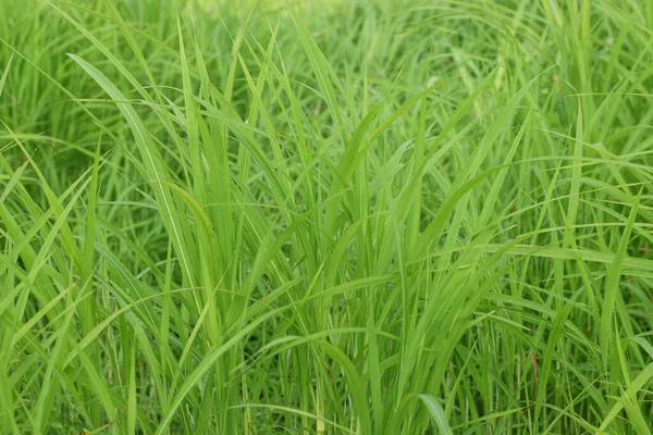 Çimenler. Taze yeşil çimen ve güneş ışığı yakın. Odak noktası. Doğa Arkaplanı.