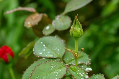 Arka plandaki gül yapraklarında yağmur damlaları olan kırmızı gül çiçeği. Dışarıda büyüyen güller. Boşluğu kopyala.