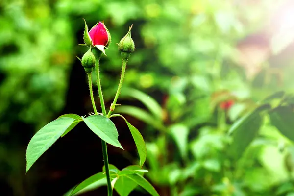 Hojas Rosa Roja Con Destello Sol Fondo Hojas Rosa Flores —  Fotos de Stock