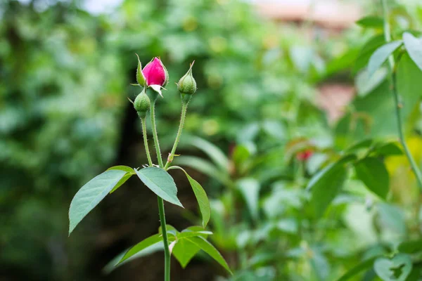 Red Rose leaves with raindrops on background rose leaves. Roses flowers growing outdoors. Copy space.