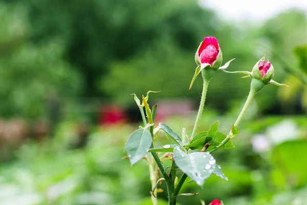 Красная Роза Листья Капельками Дождя Фоне Листьев Роз Розы Цветы — стоковое фото