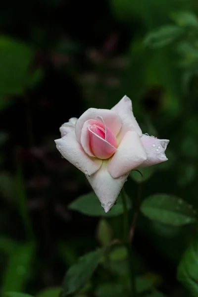 Rosa Rosa Flor Con Gotas Lluvia Fondo Las Hojas Rosa — Foto de Stock