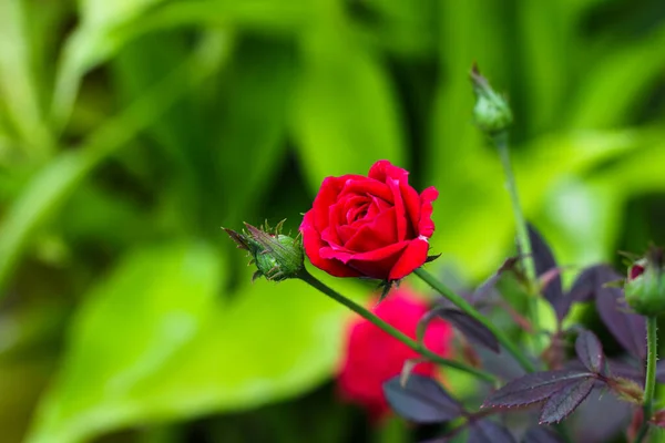 Red Rose Leaves Raindrops Background Rose Leaves Roses Flowers Growing — Stock Photo, Image