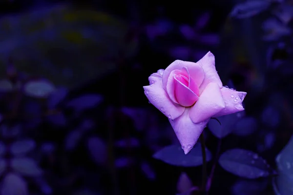 Розовый Цветок Розы Голубым Фоном Розовые Листья Розы Цветы Растут — стоковое фото