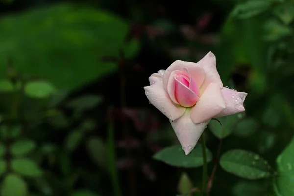 Rosa Rosa Flor Con Gotas Lluvia Fondo Las Hojas Rosa —  Fotos de Stock