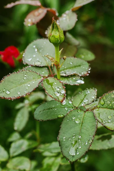 Flor Rosa Roja Con Gotas Lluvia Fondo Hojas Rosa Flores —  Fotos de Stock