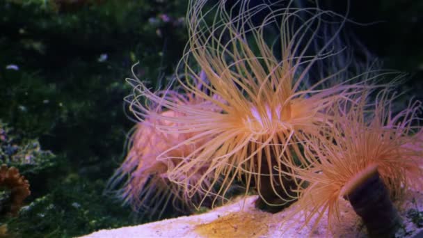 Algas marinas Actinia bajo el agua — Vídeo de stock