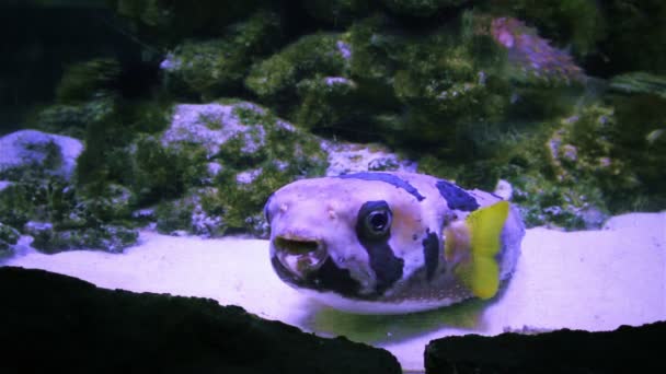 Piękny podwodny świat z Ryby puffer glant — Wideo stockowe