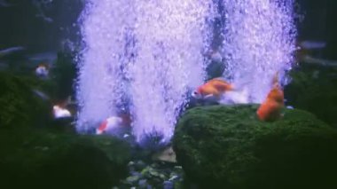 Sualtı soyut desen. Küçük balık ve hava kabarcıkları