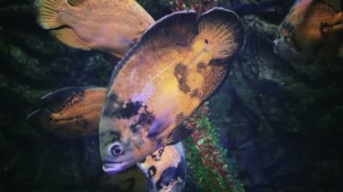 Güzel sualtı dünya ile tropikal balık