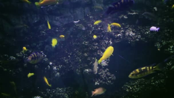 Acquario, Pesci, Barriera Corallina, Animali, Natura — Video Stock