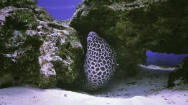Fimbriated moray ağzını açtı