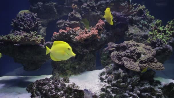 Akvárium, akvária, korálový útes, zvířata, příroda — Stock video