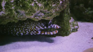 Fimbriated moray ağzını açtı