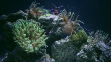 anemon üzerinde karides