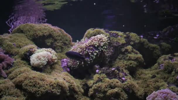 Actinia seaweed under water — Stock Video